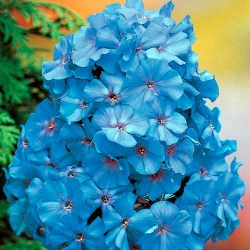 Флокс метельчатий Блю -My Garden