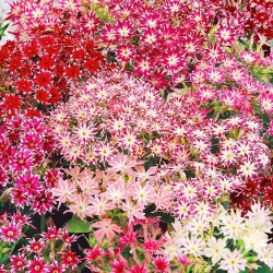 Флокс Друммонда Вогник, суміш забарвлень -My Garden