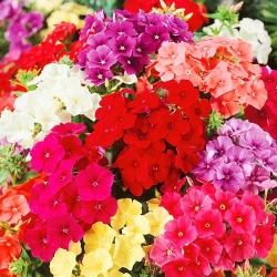 Флокс Друммонда, суміш забарвлень -My Garden