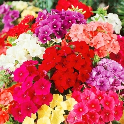 Флокс друмонді Яскрава Феєрія, суміш забарвлень -My Garden