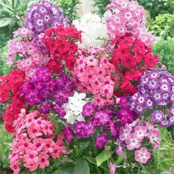 Флокс Холодне полум'я, суміш забарвлень -My Garden