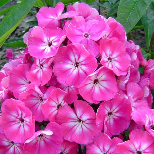 Флокс метельчатий Пінк -My Garden