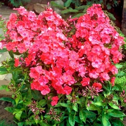 Флокс метельчатий Ред -My Garden