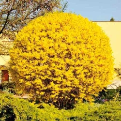 Форзиція Лінвуд Голд -My Garden
