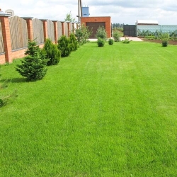 Газонна травосуміш Швидкий ремонт -My Garden