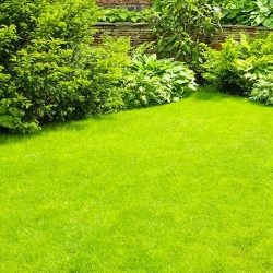 Газонна травосуміш Стійка до витоптування -My Garden