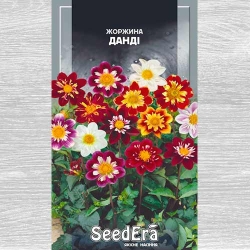 Жоржина Данді, суміш забарвлень