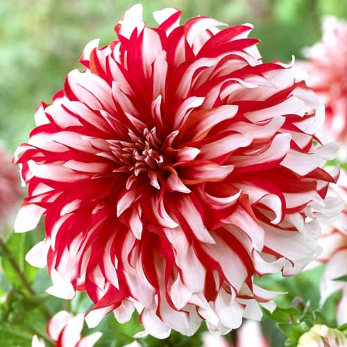 Жоржина Пенні Лейн -My Garden