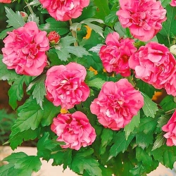 Гібіскус Дюк де Брабант -My Garden