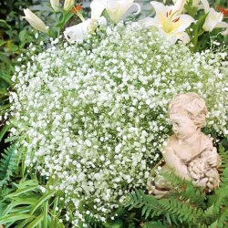 Гіпсофіла Сніжинка -My Garden