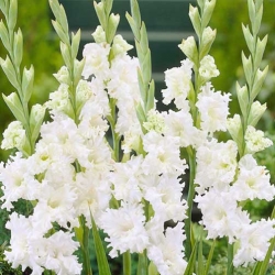 Гладіолус гофрований Сноу Фріззл -My Garden