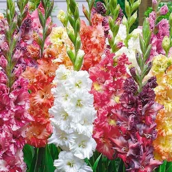 Гладіолуси Гофровані, мікс -My Garden