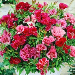 Годеція азалієвидна Рембрандт -My Garden