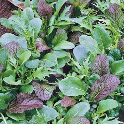 Горчица японская, смесь семян Садыба центр рисунок 3
