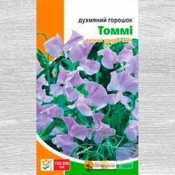 Горошок запашний Томмі Яскрава зображення 9