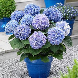 Гортензія крупнолиста Блю -My Garden