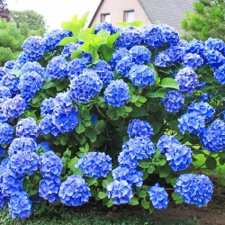 Гортензія крупнолиста Блакитна лагуна -My Garden