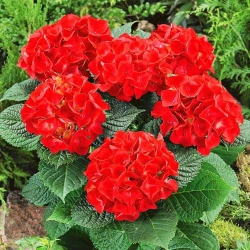 Гортензія крупнолиста Вогняна краса -My Garden