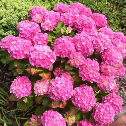 Гортензія крупнолиста Рожеве диво -My Garden