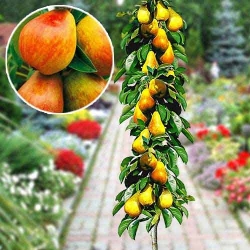 Груша колоновидна біло-червона, рання зображення 5