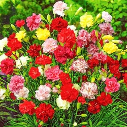 Гвоздика махрова Гренадін, суміш забарвлень -My Garden