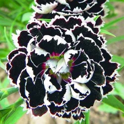 Гвоздика китайська Чорне і біле -My Garden
