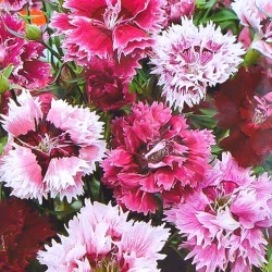 Гвоздика периста подвійна, суміш забарвлень -My Garden