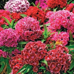 Гвоздика Піноккіо, суміш забарвлень -My Garden