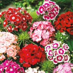Гвоздика турецька махрова -My Garden