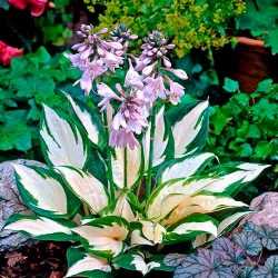 Хоста Фаєр енд Айс -My Garden
