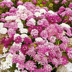 Іберiс, суміш забарвлень -My Garden