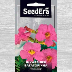 Инкарвиллея Seedera рисунок 1