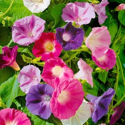 Іпомея трикольорова, суміш забарвлень -My Garden