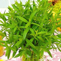 Гісоп лікарський Seedera зображення 3