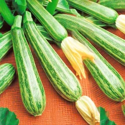 Кабачок цукіні Матрос -My Garden