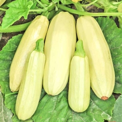 Кабачок Кущовий -My Garden