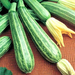 Кабачок цукіні Зебра -My Garden