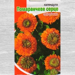 Календула Помаранчеве серце Яскрава зображення 6