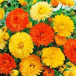 Календула, суміш забарвлень Яскрава зображення 4