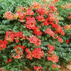 Кампсис Фламенко -My Garden