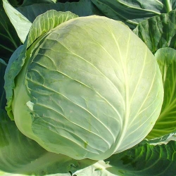 Капуста білоголова Харківська зимова -My Garden