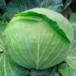 Капуста білоголова Кам'яна голова -My Garden