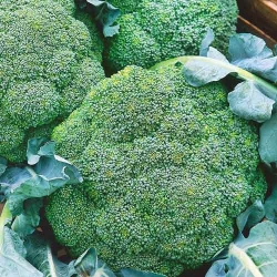 Капуста брокколі Баро Стар F1 -My Garden