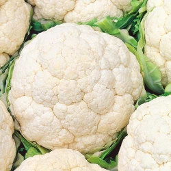Капуста цвiтна Сноубол -My Garden