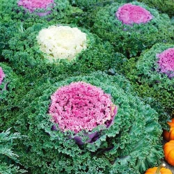 Капуста декоративна Бахромчата -My Garden