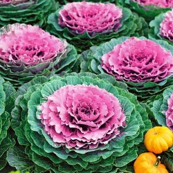 Капуста декоративна Великолисткова -My Garden
