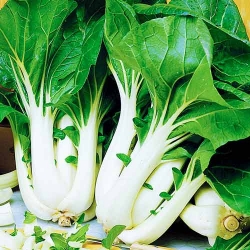 Капуста китайська Пак-Чой -My Garden