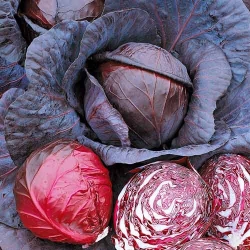 Капуста червоноголова Кісендруп -My Garden