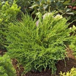 Кипарисовик Нана -My Garden