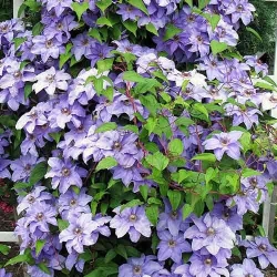Клематіс Блю Ангел -My Garden